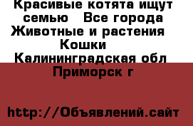 Красивые котята ищут семью - Все города Животные и растения » Кошки   . Калининградская обл.,Приморск г.